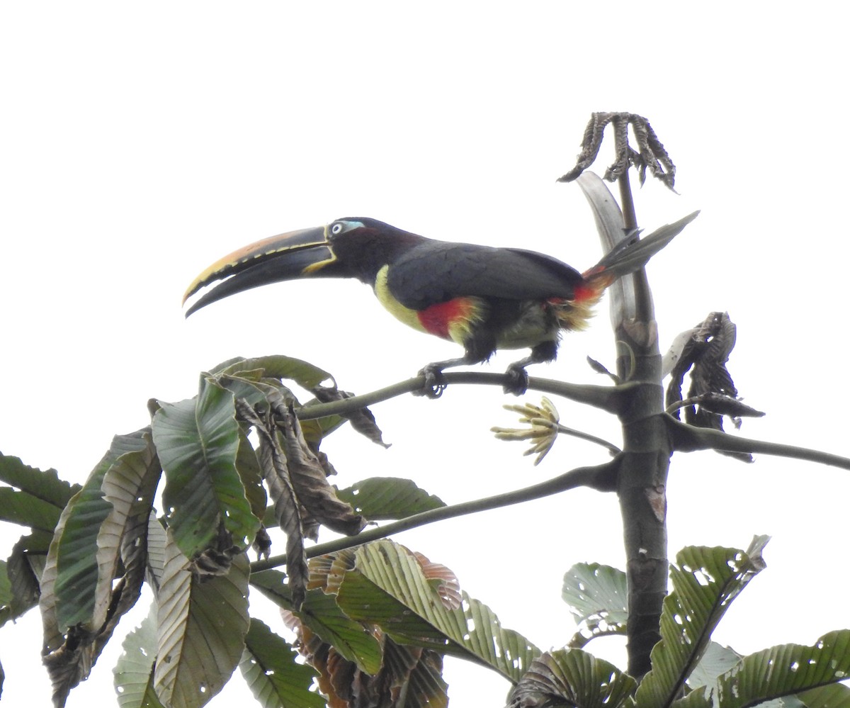 arassari hnědouchý - ML647496626