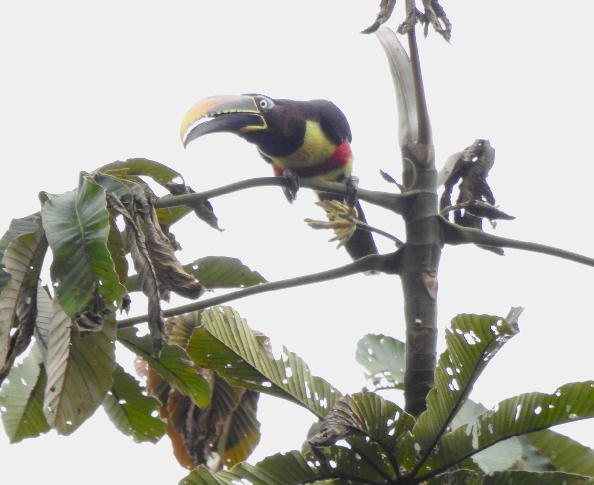 arassari hnědouchý - ML647496627