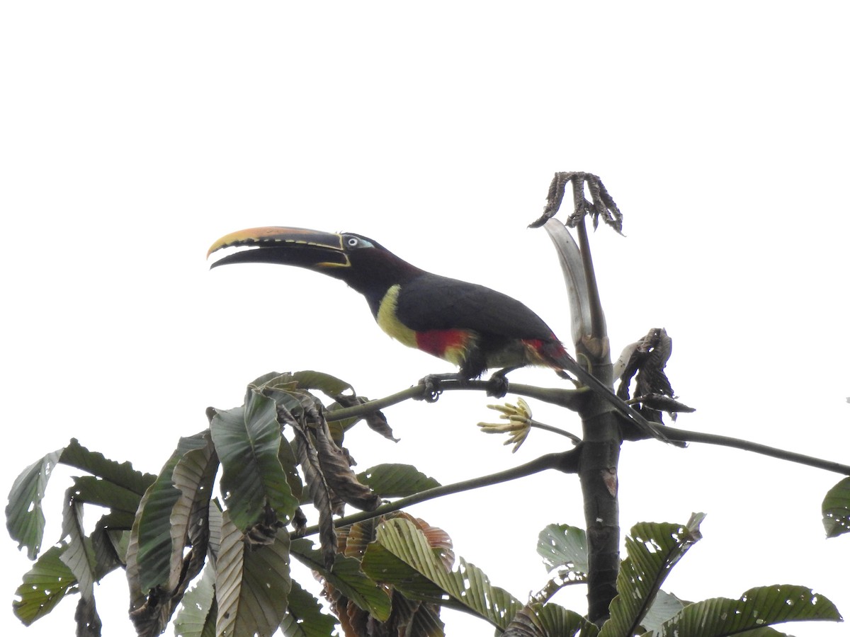 arassari hnědouchý - ML647496631