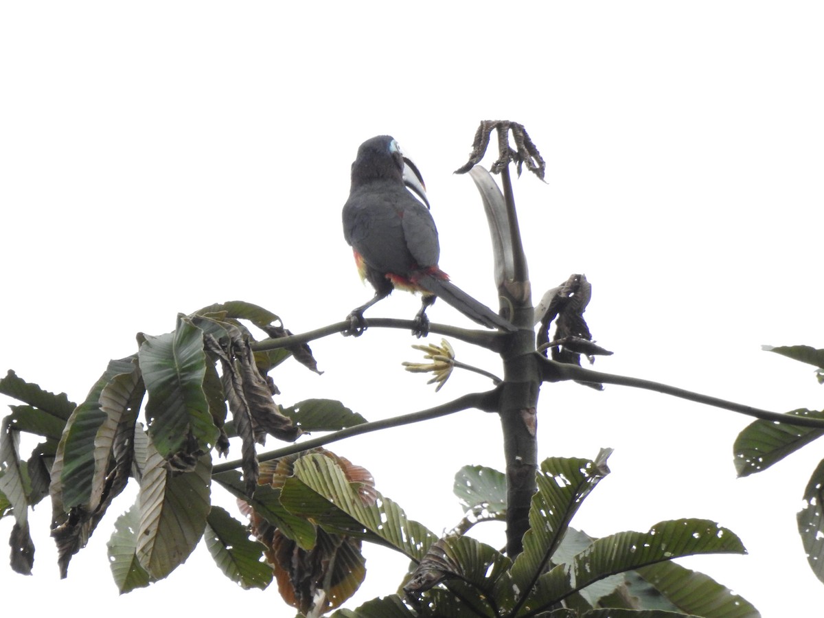 arassari hnědouchý - ML647496632