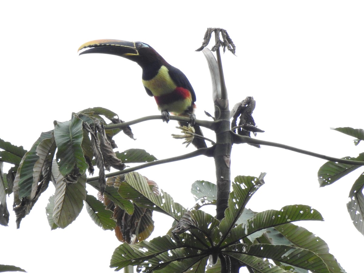 arassari hnědouchý - ML647496633