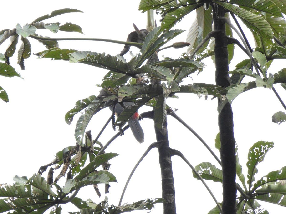 arassari hnědouchý - ML647496634