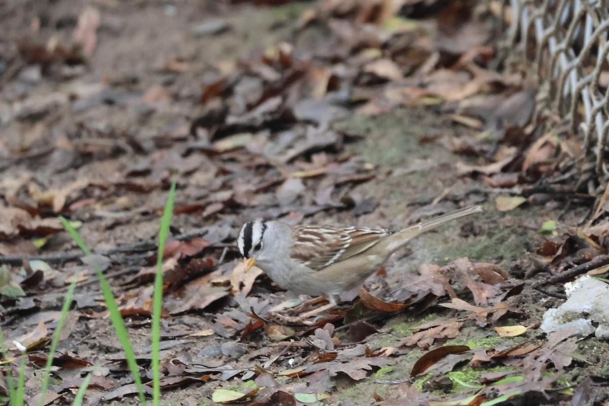 White-crowned Sparrow (Gambel's) - ML647496646