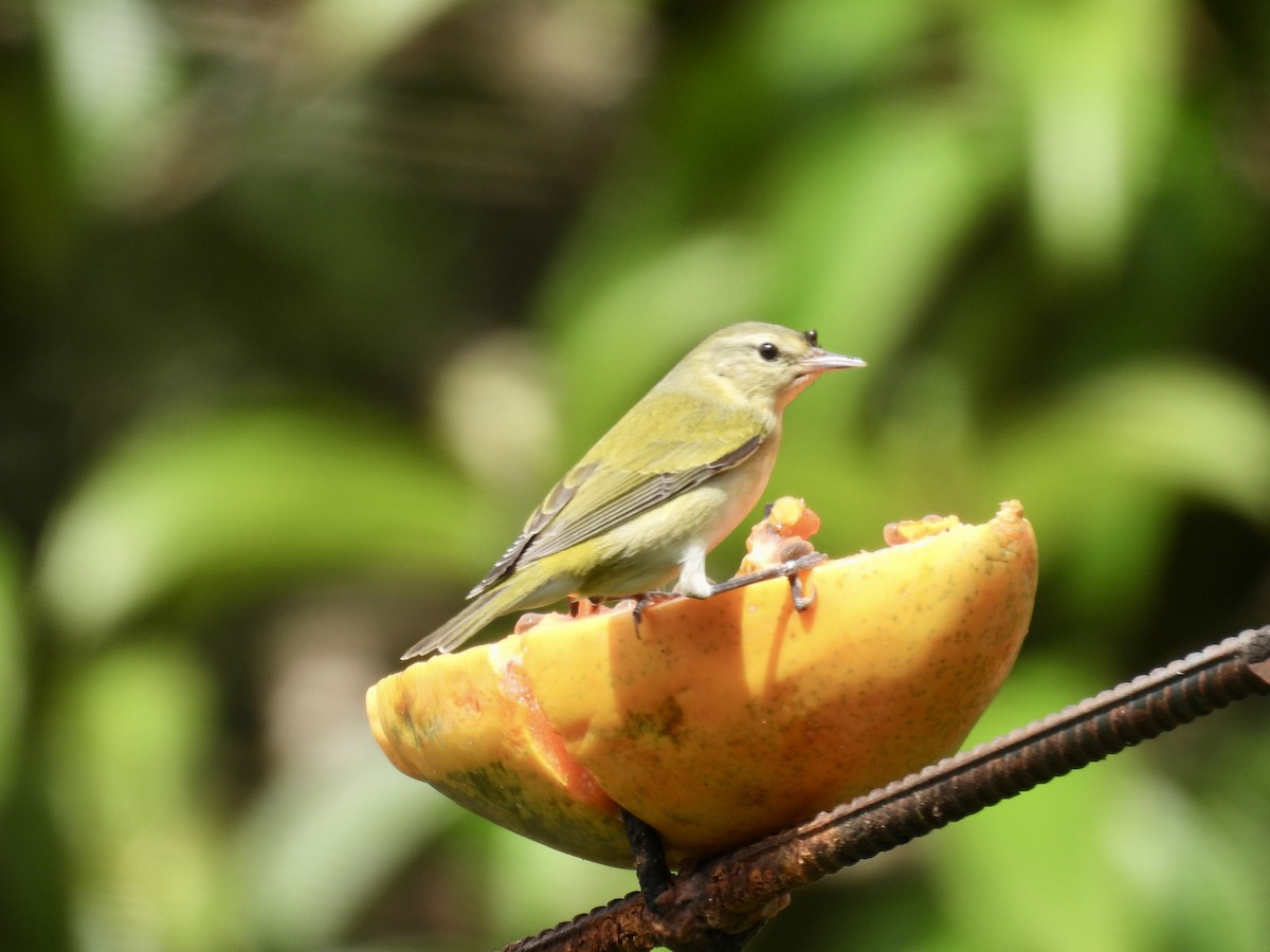 Tennesse Ötleğeni - ML647496647