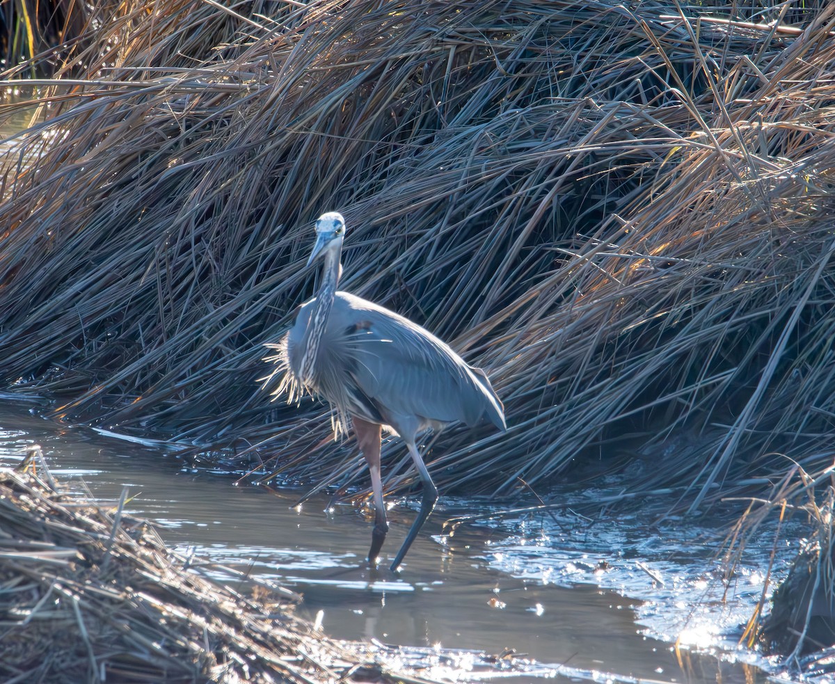 Great Blue Heron - ML647496650