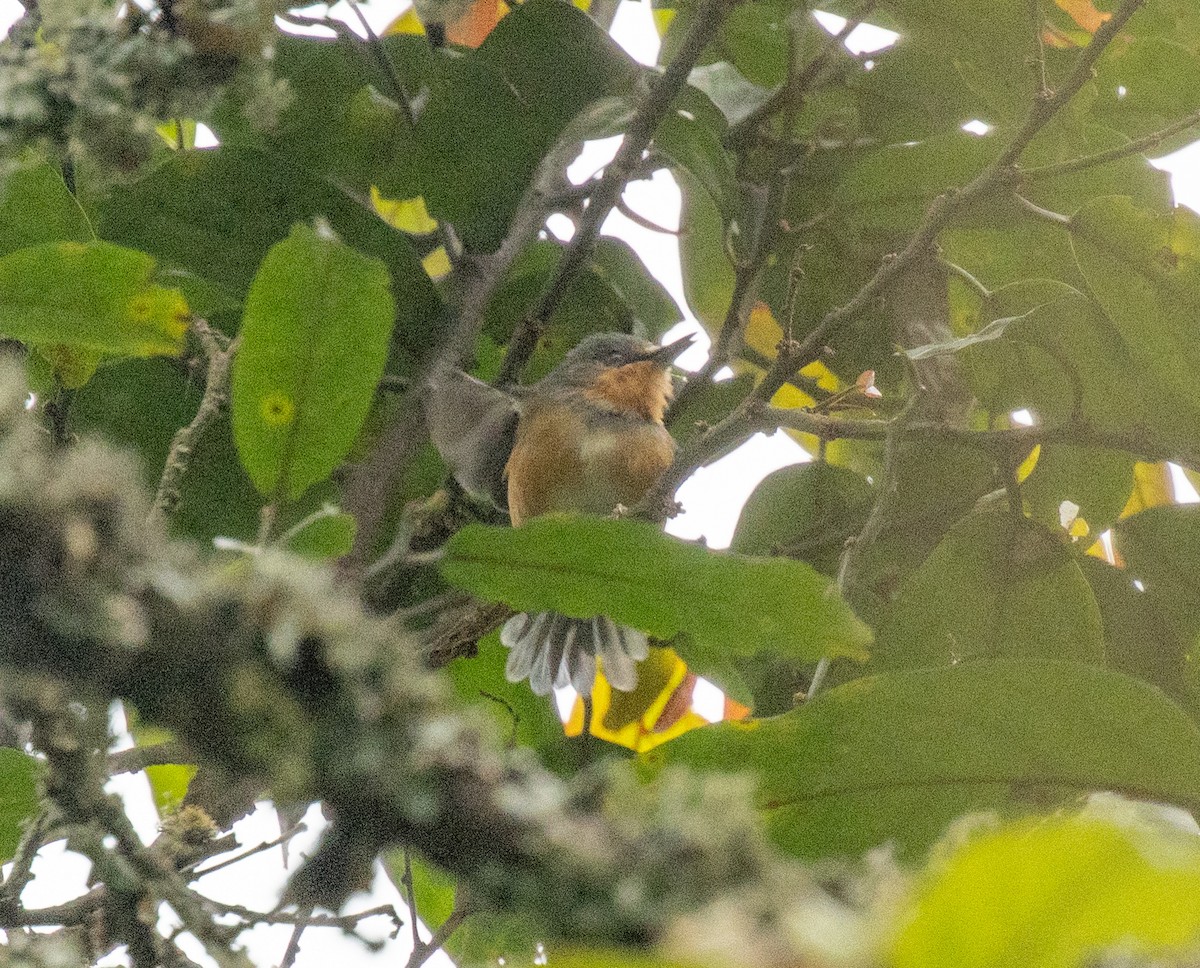 Rwenzori Apalis - ML647496652