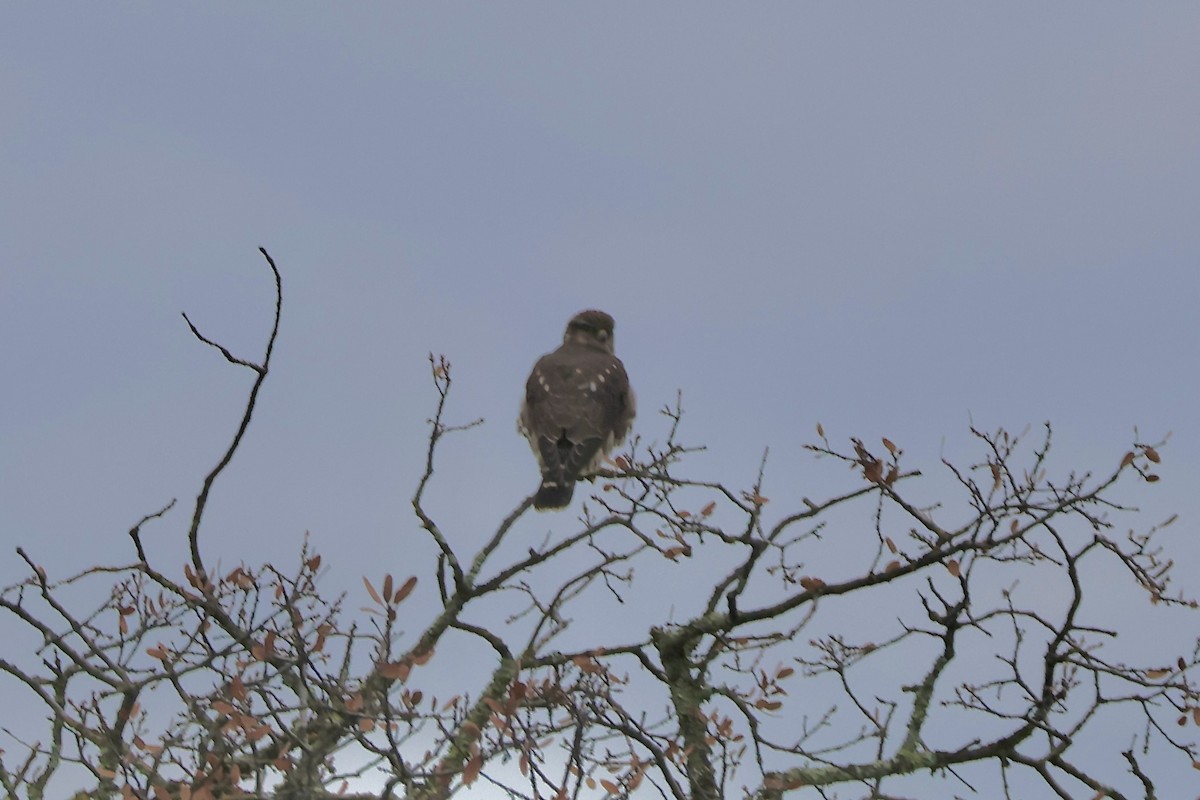 灰背隼 - ML647496653