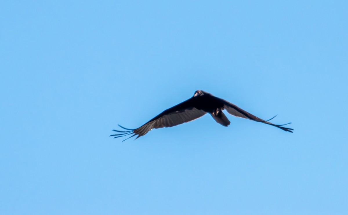 Turkey Vulture - ML647496654