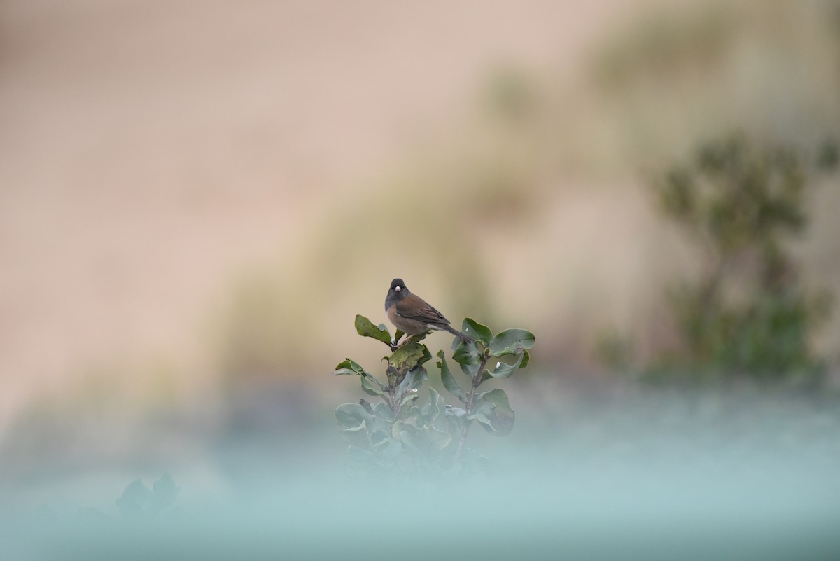 Dark-eyed Junco - ML647496655