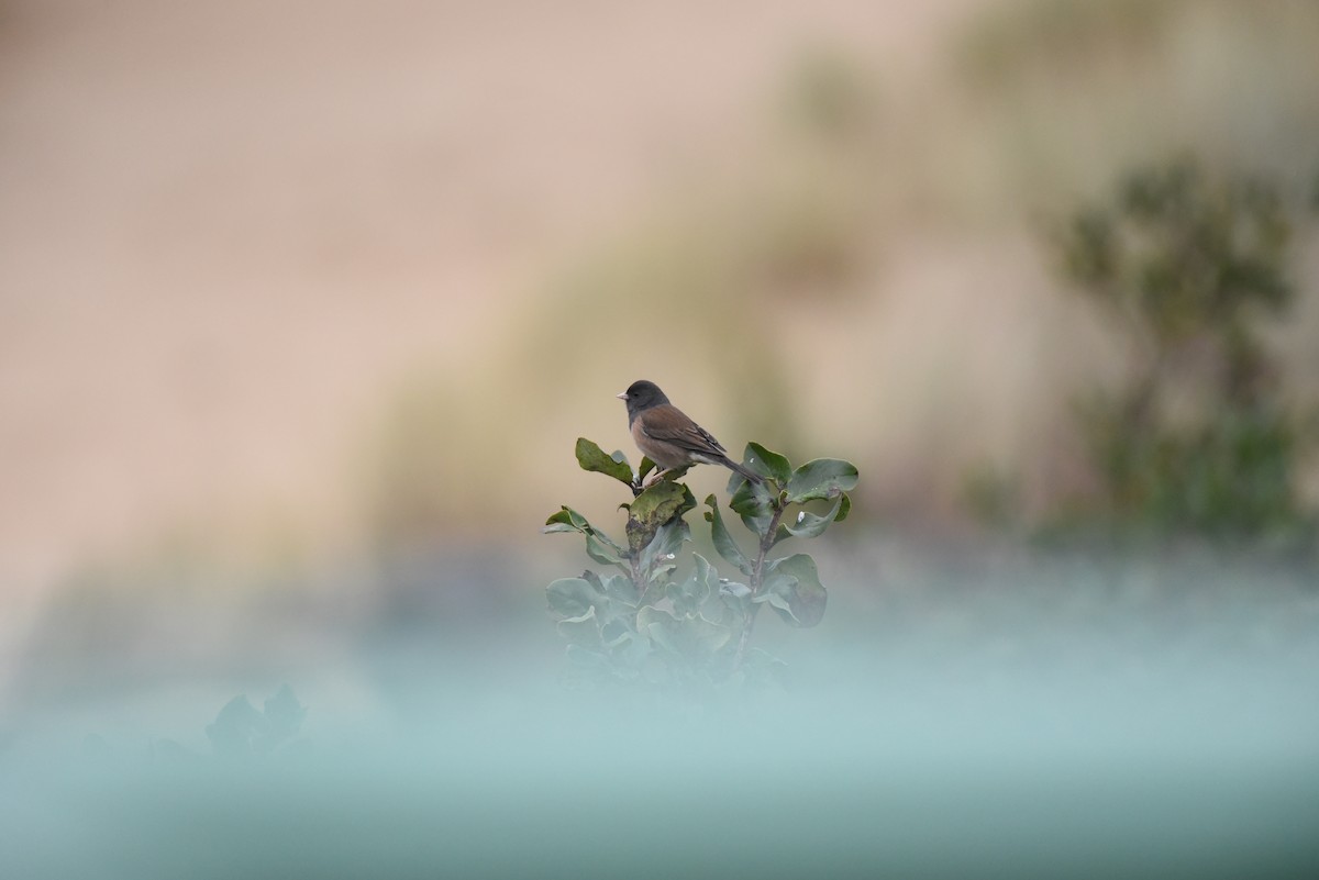Dark-eyed Junco - ML647496656