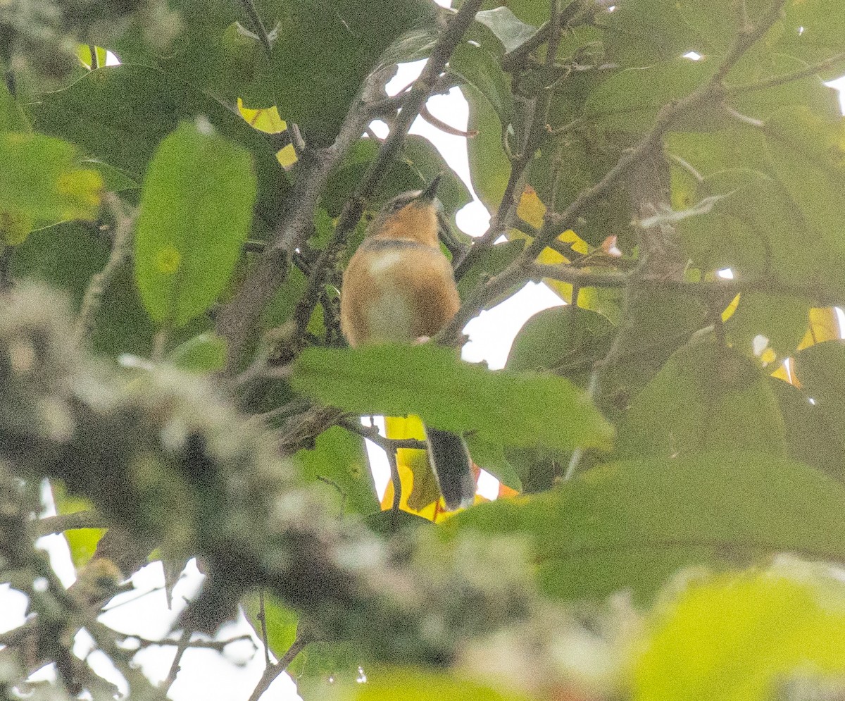 Rwenzori Apalis - ML647496657