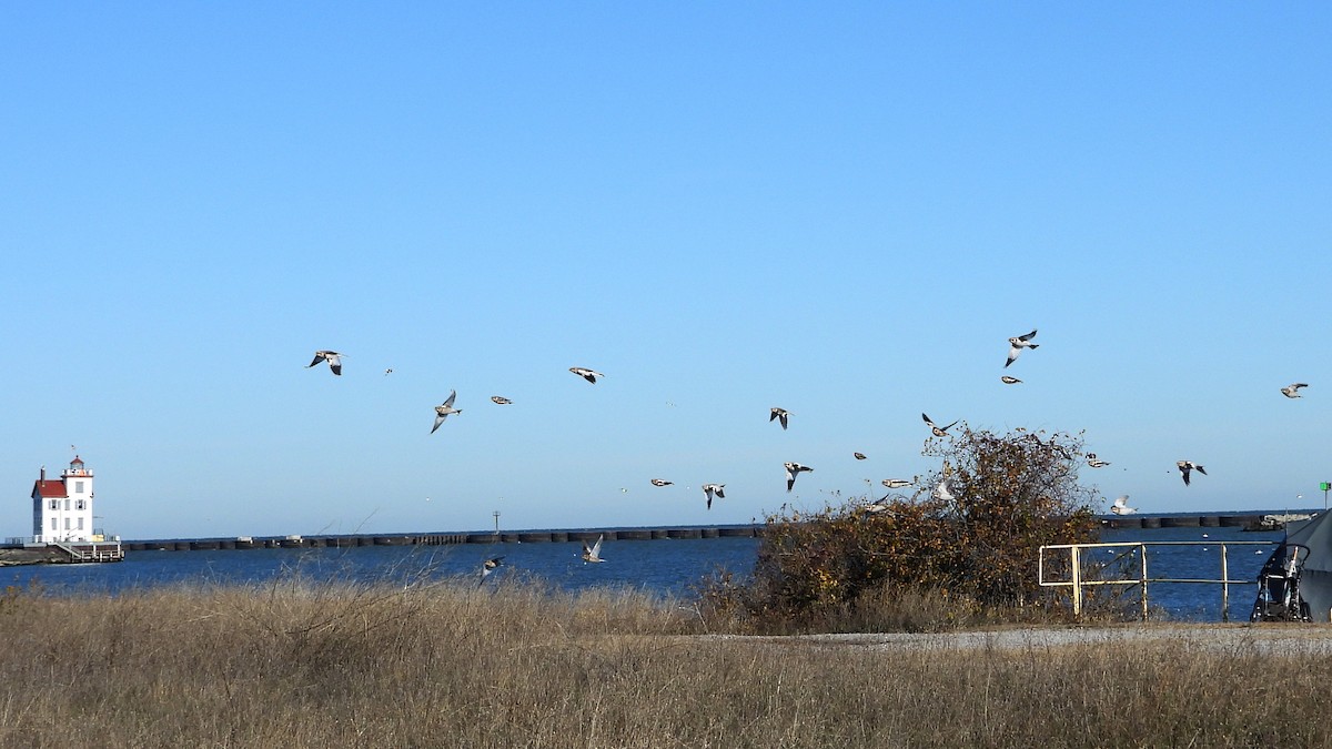 雪鵐 - ML647496662