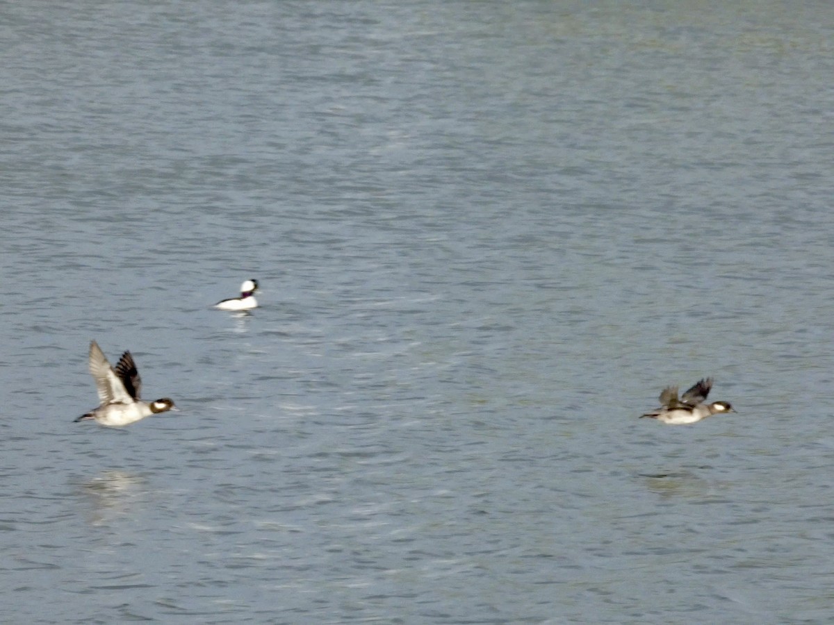 Bufflehead - ML647496663