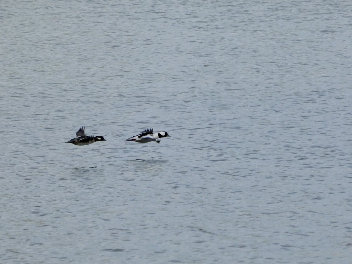 Bufflehead - ML647496664