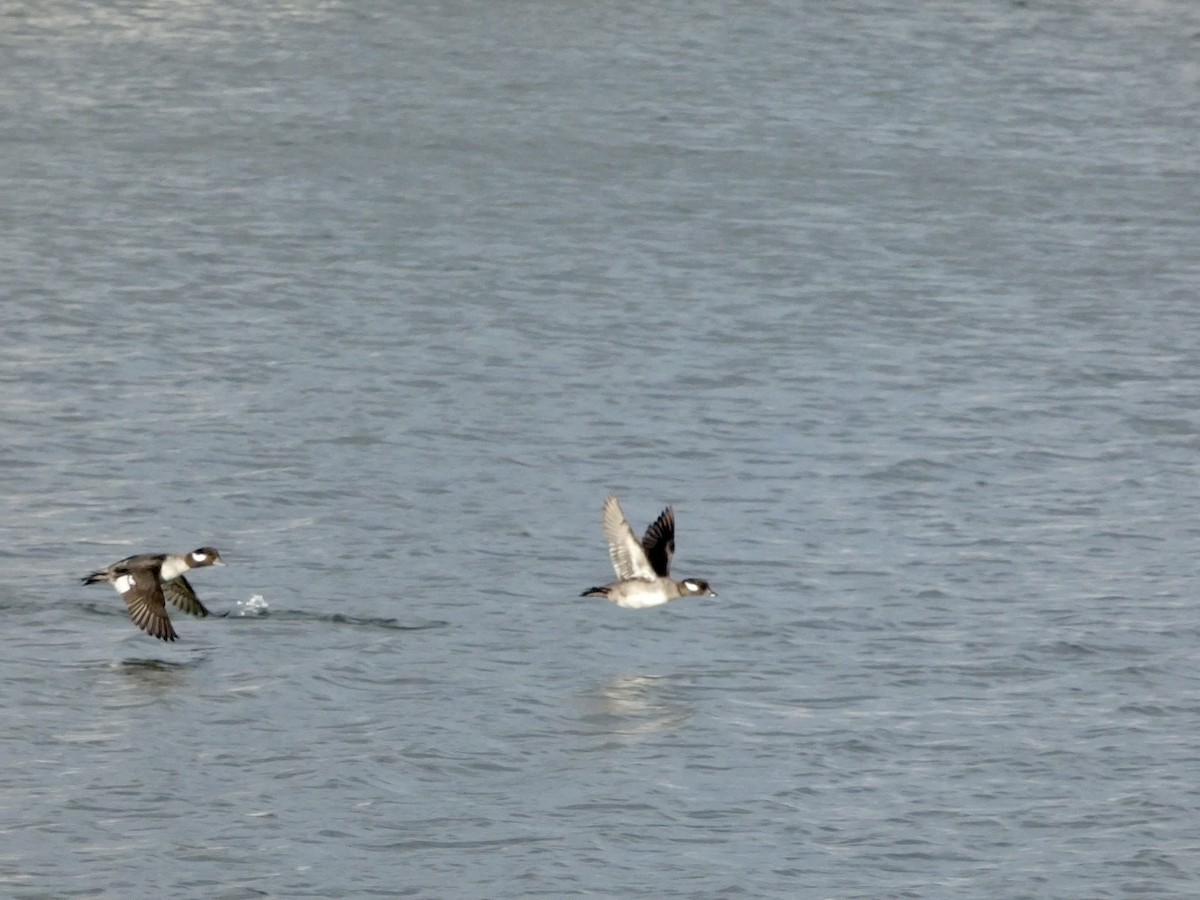 Bufflehead - ML647496665