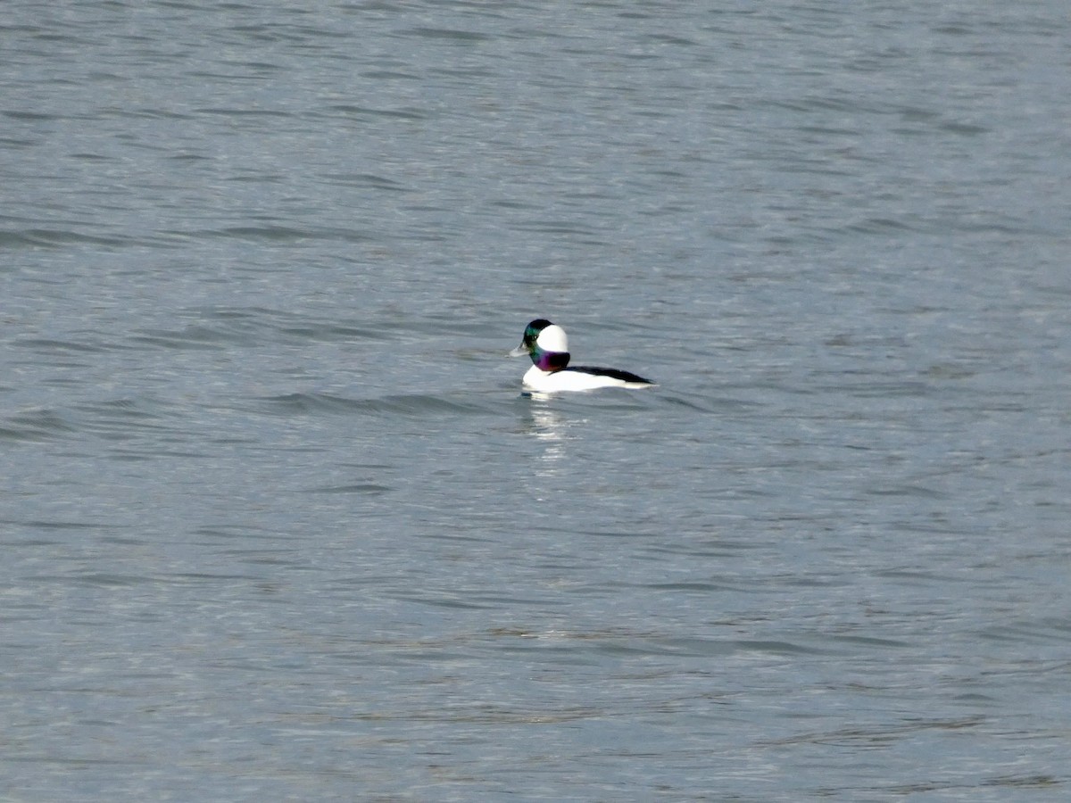 Bufflehead - ML647496666