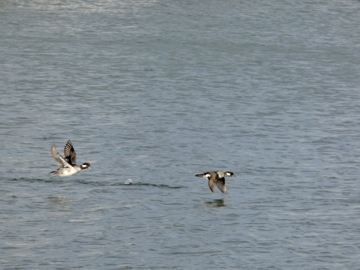 Bufflehead - ML647496667