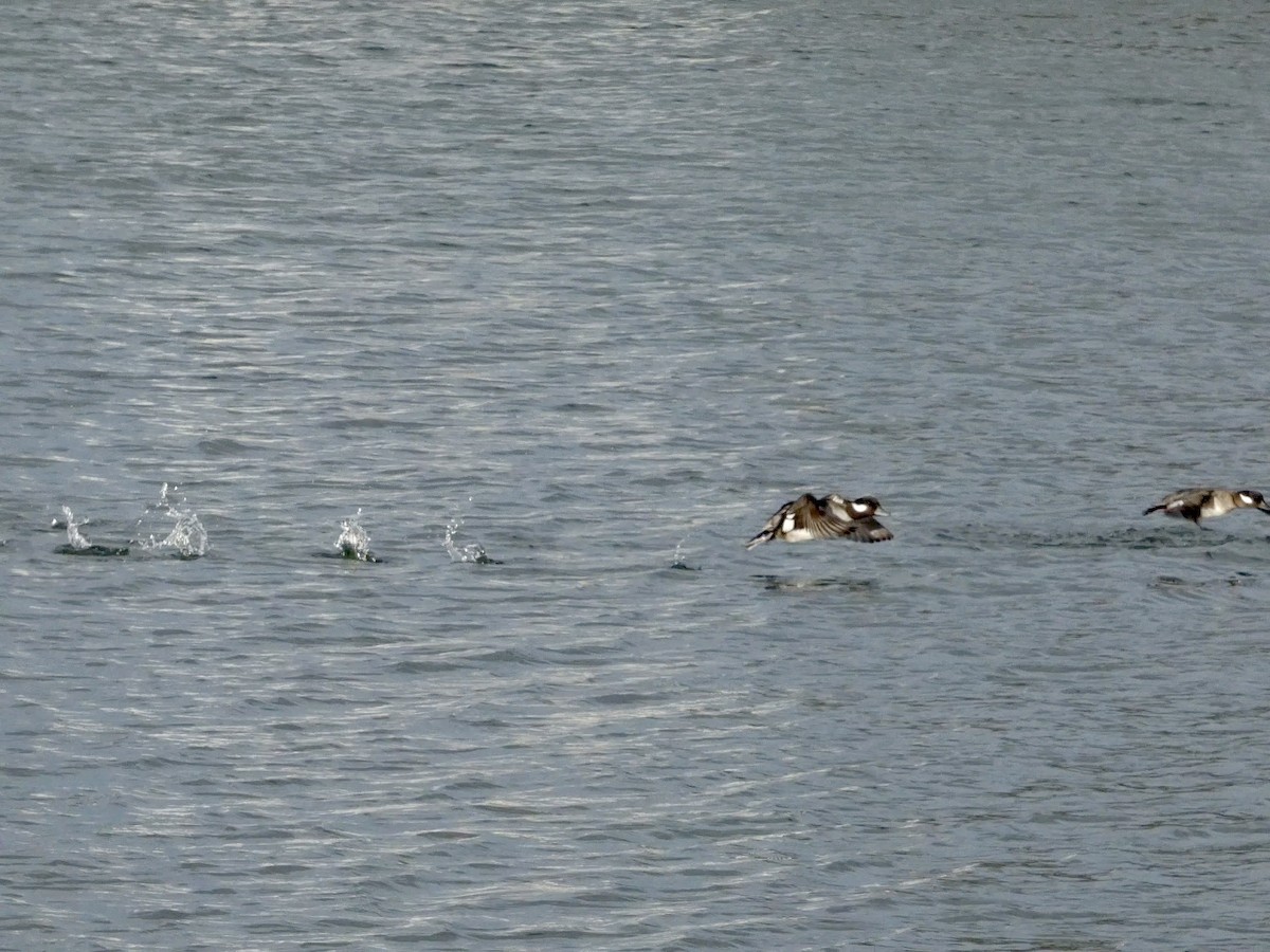 Bufflehead - ML647496668