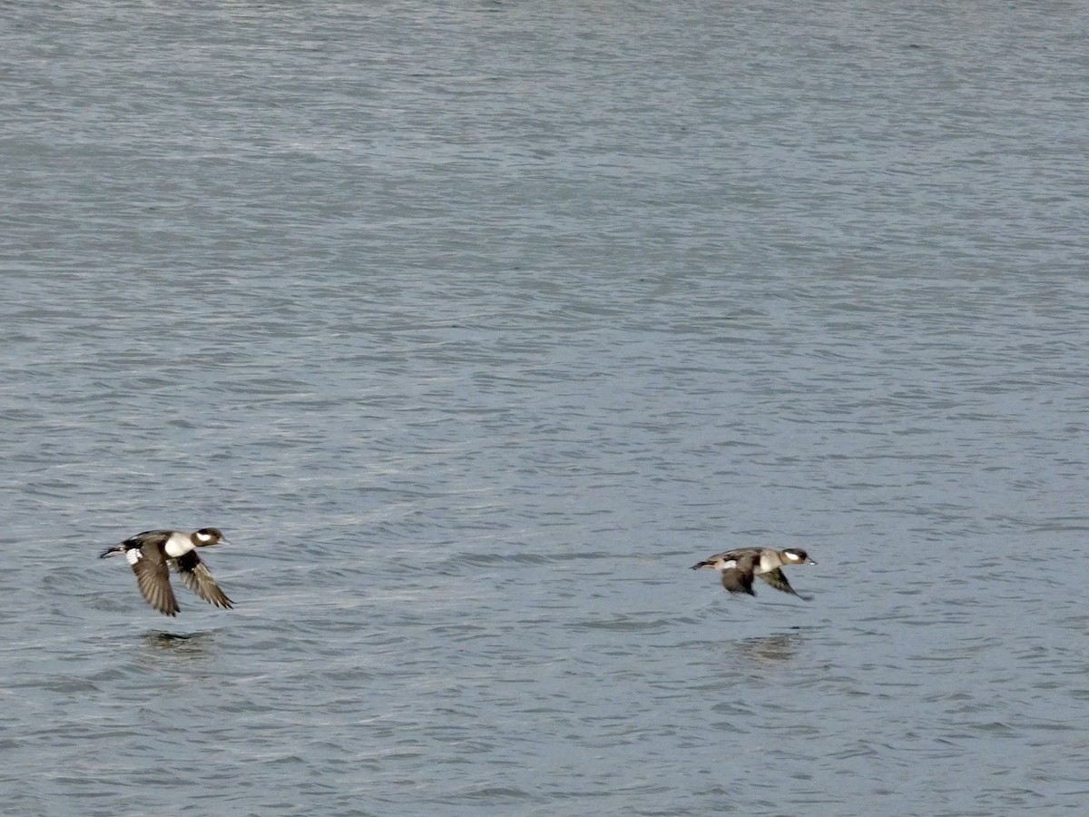 Bufflehead - ML647496669