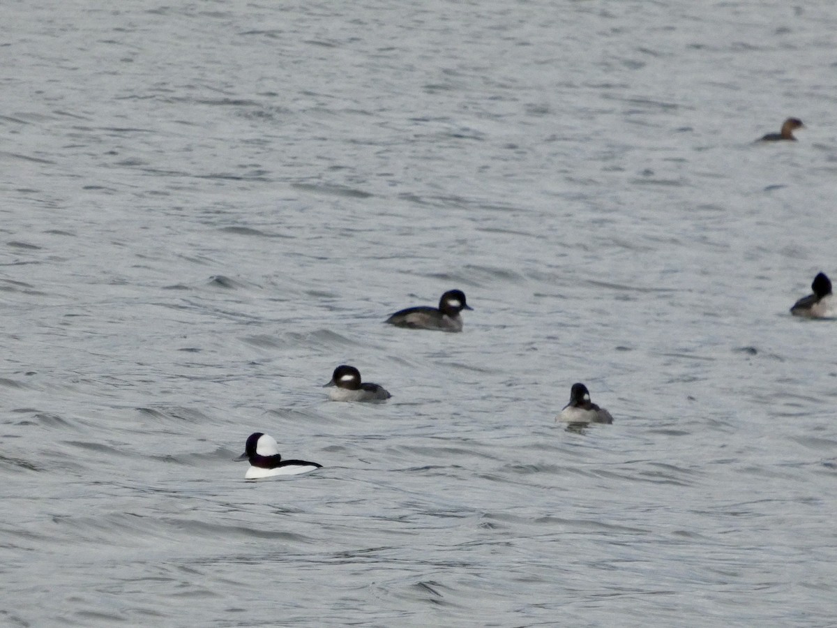 Bufflehead - ML647496670