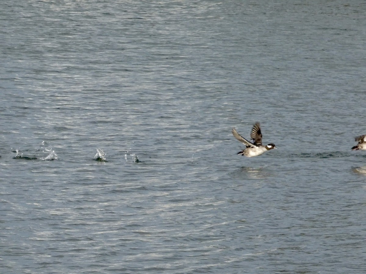 Bufflehead - ML647496671