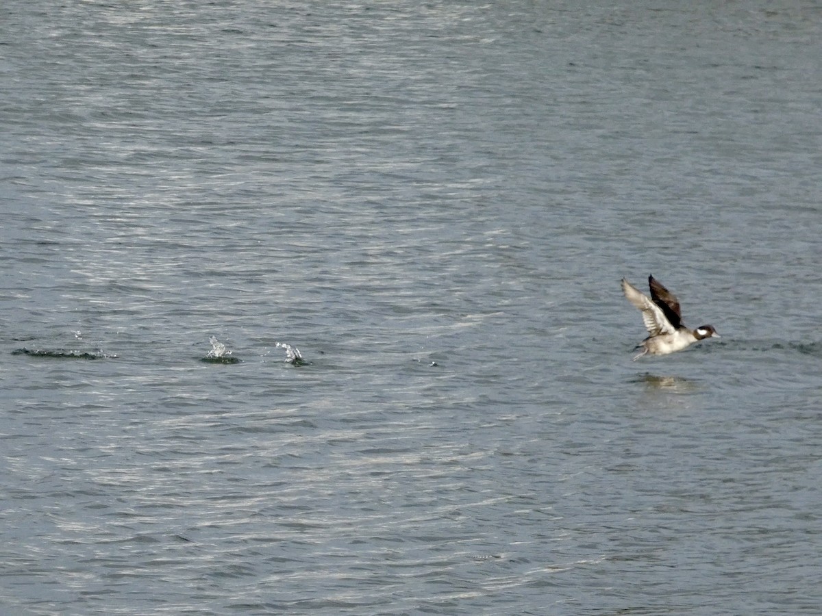 Bufflehead - ML647496672