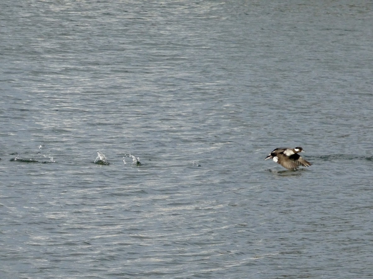 Bufflehead - ML647496673