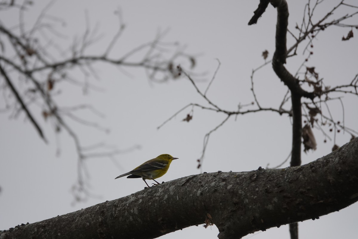 Pine Warbler - ML647496674