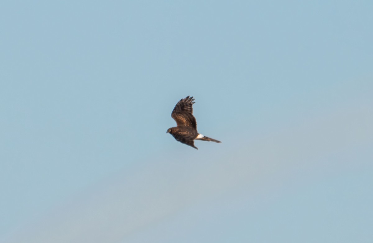 Northern Harrier - ML647496675