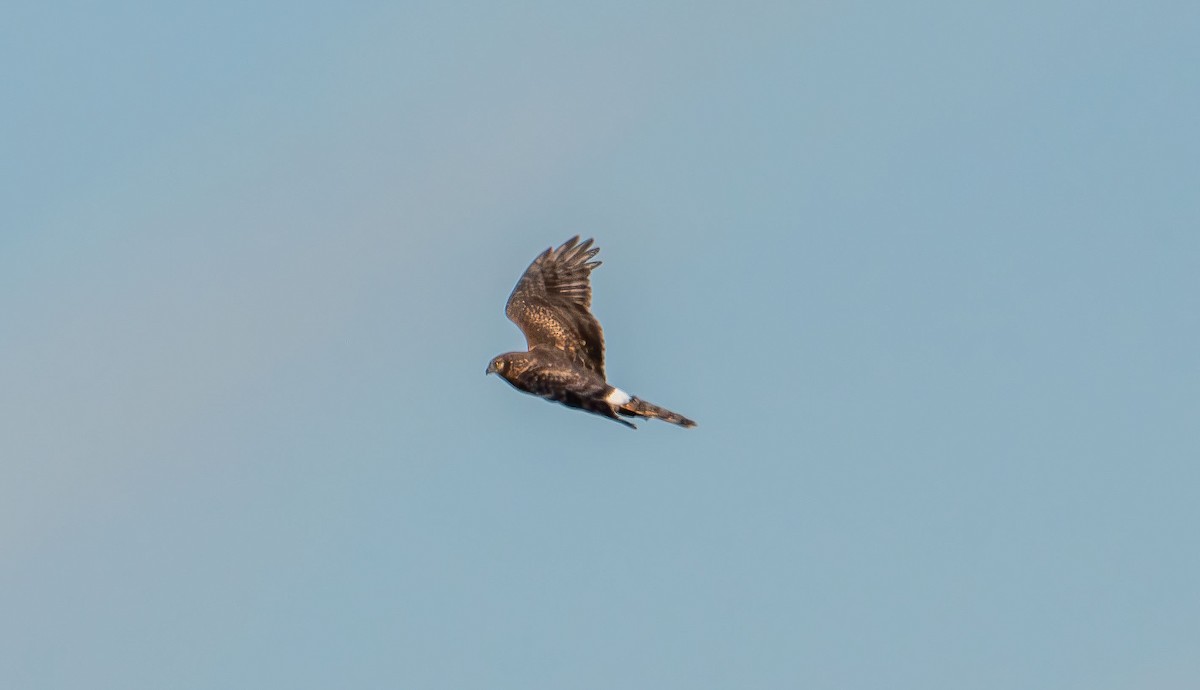 Northern Harrier - ML647496676