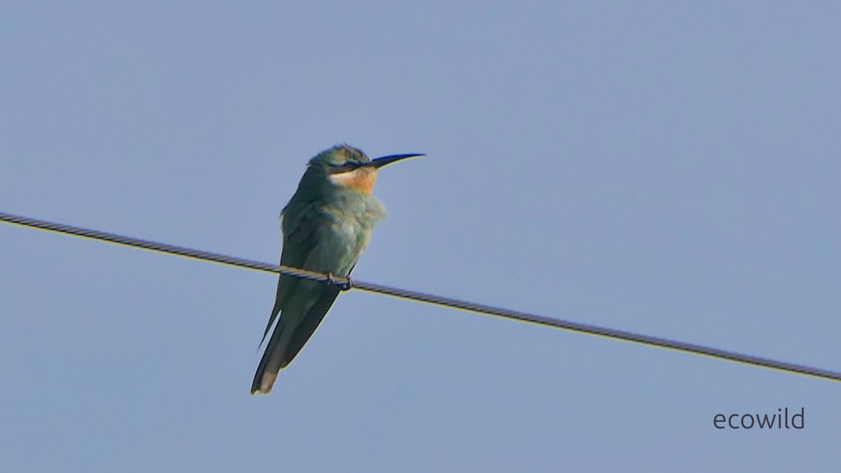 栗喉蜂虎 - ML647496677