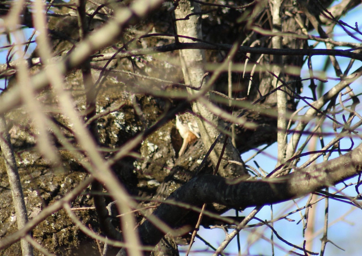 Brown Creeper - ML647496679