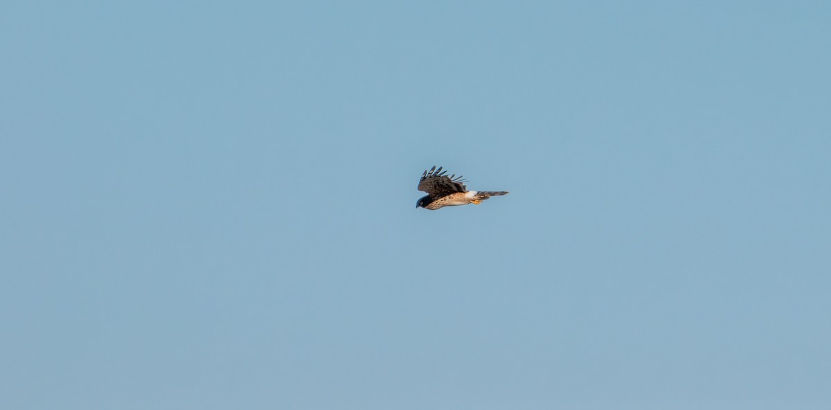 Northern Harrier - ML647496681