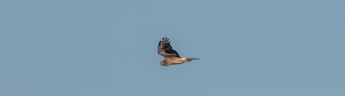 Northern Harrier - ML647496682