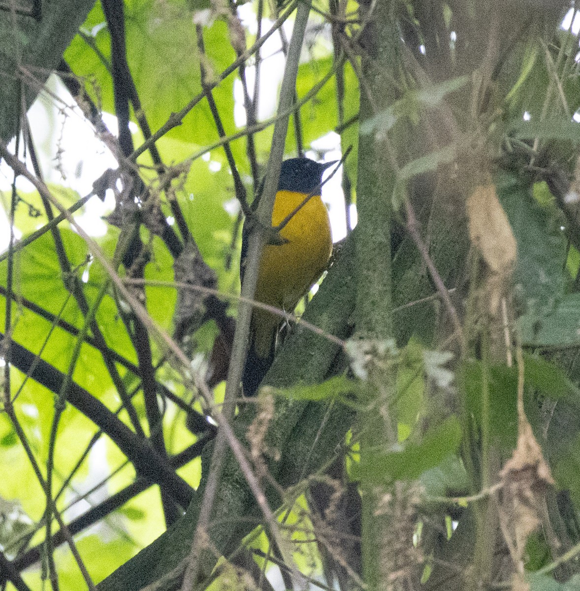 White-starred Robin - ML647496683