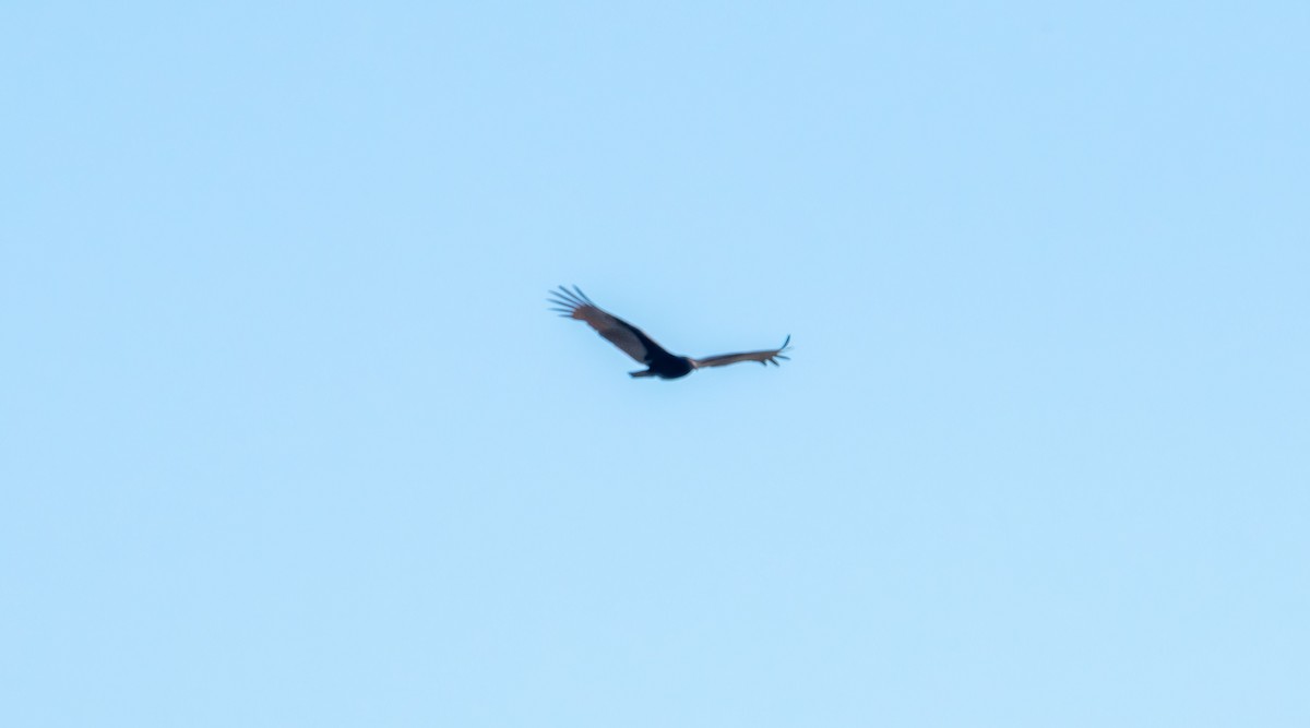 Turkey Vulture - ML647496684