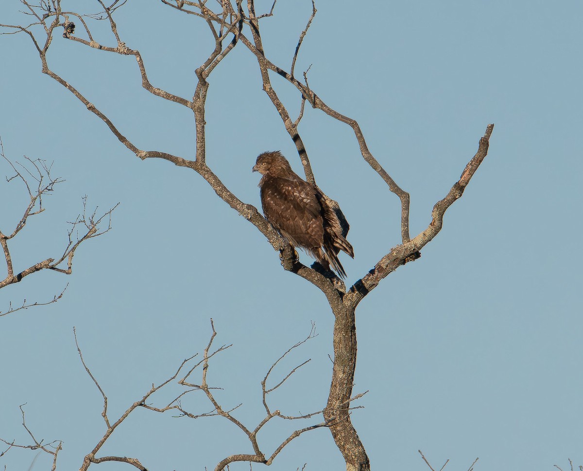Red-tailed Hawk - ML647496707