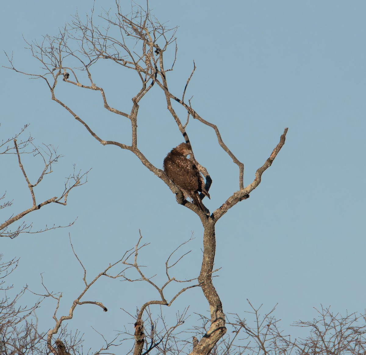 Red-tailed Hawk - ML647496708
