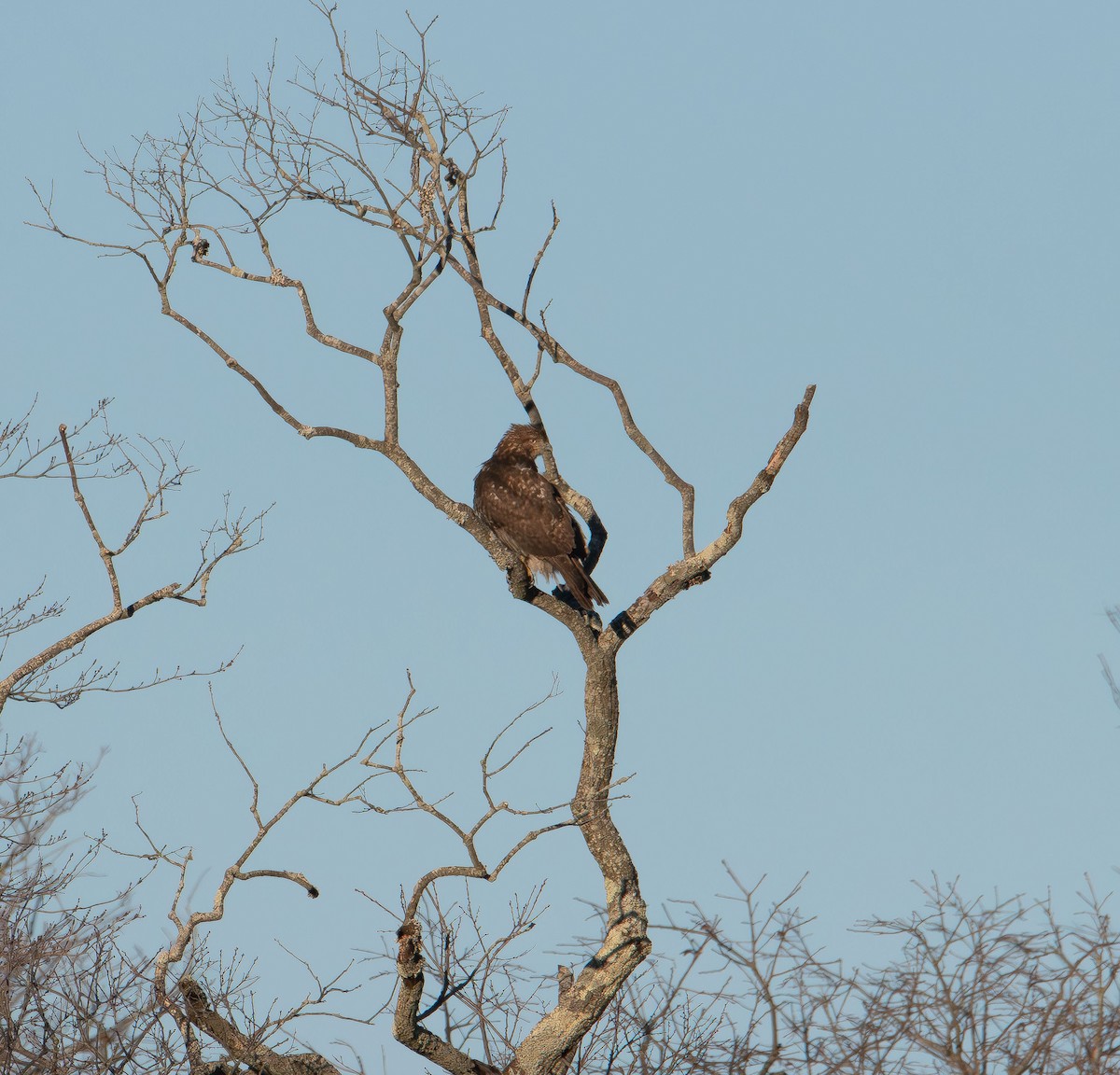 Red-tailed Hawk - ML647496709