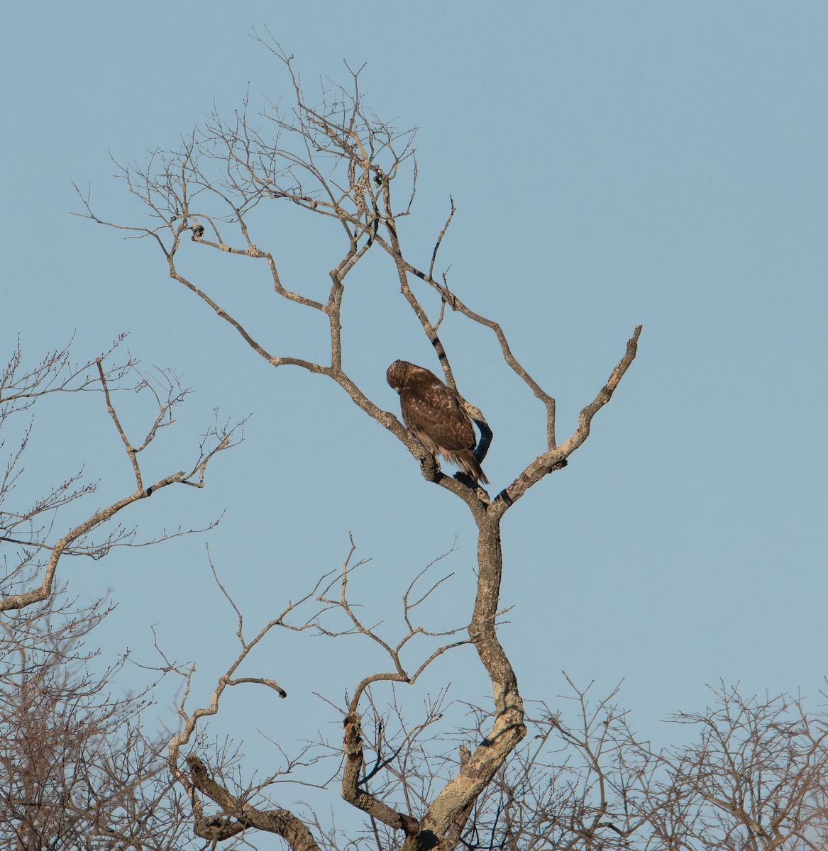 Red-tailed Hawk - ML647496710