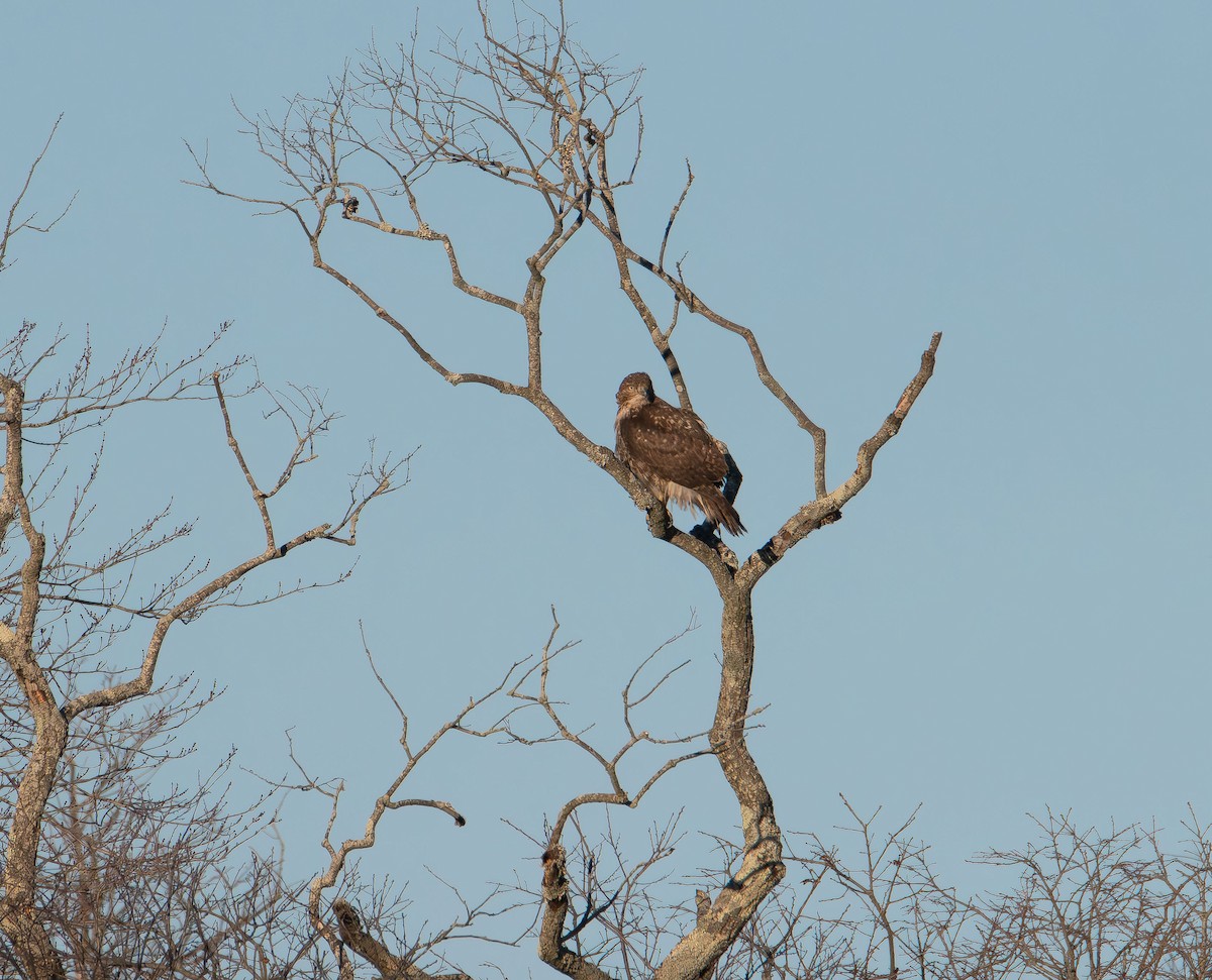Red-tailed Hawk - ML647496711