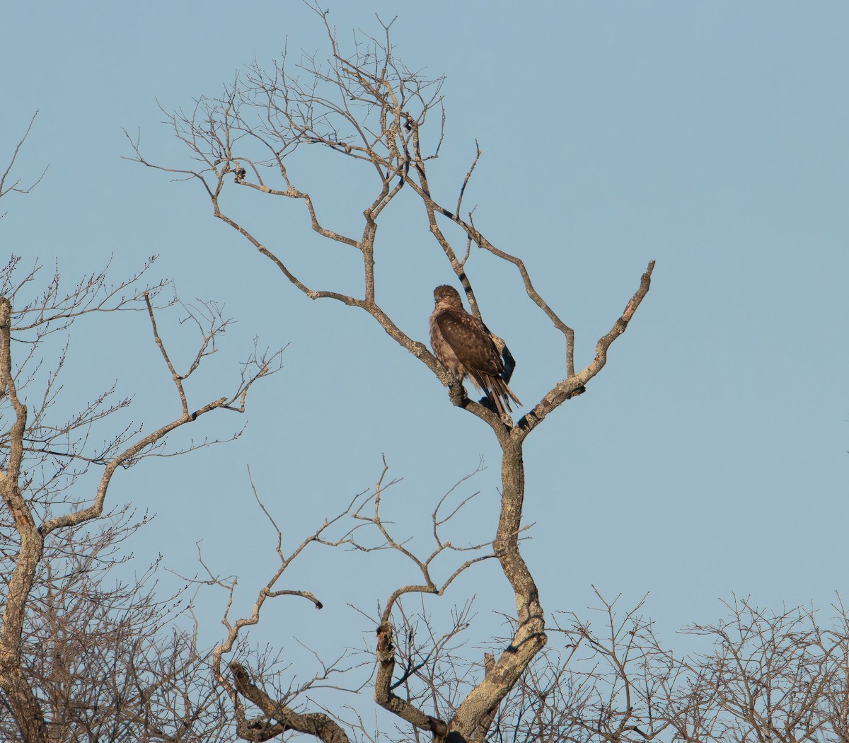 Red-tailed Hawk - ML647496712