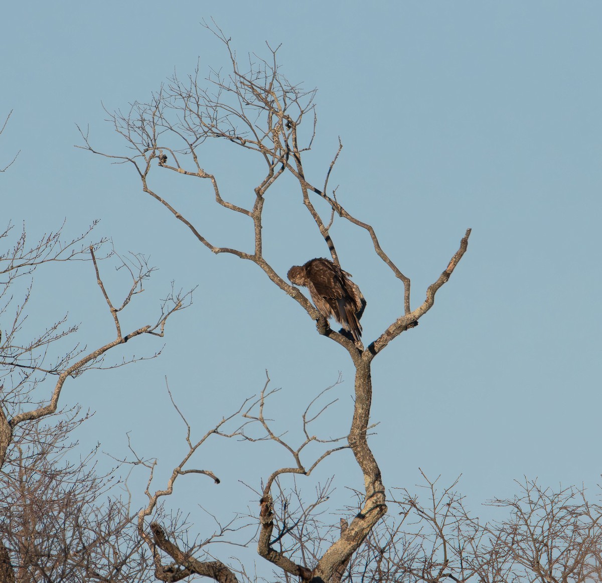 Red-tailed Hawk - ML647496713