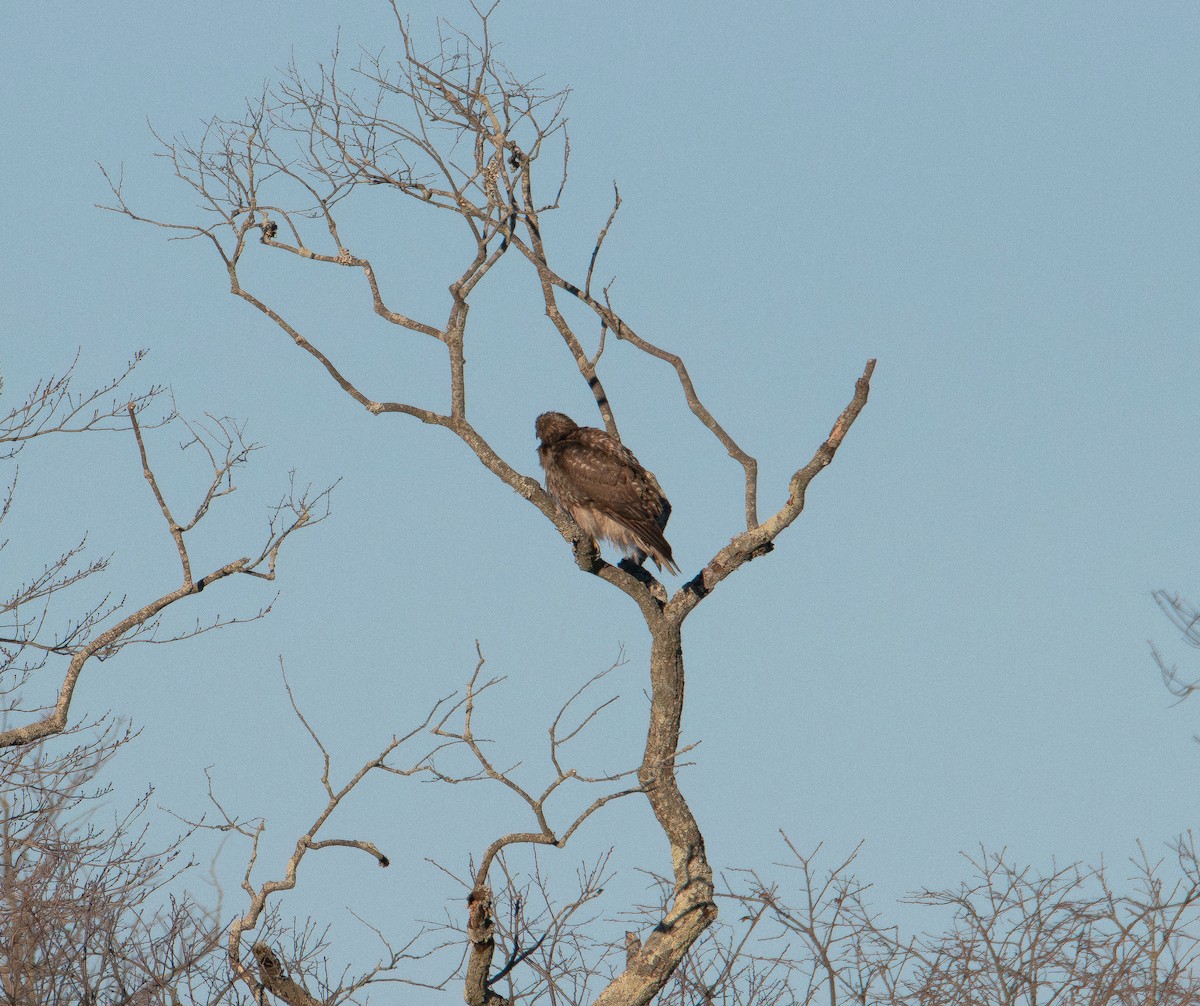 Red-tailed Hawk - ML647496714