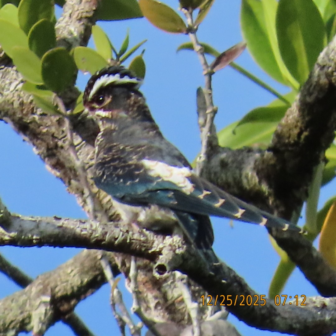Moustached Treeswift - ML647496720