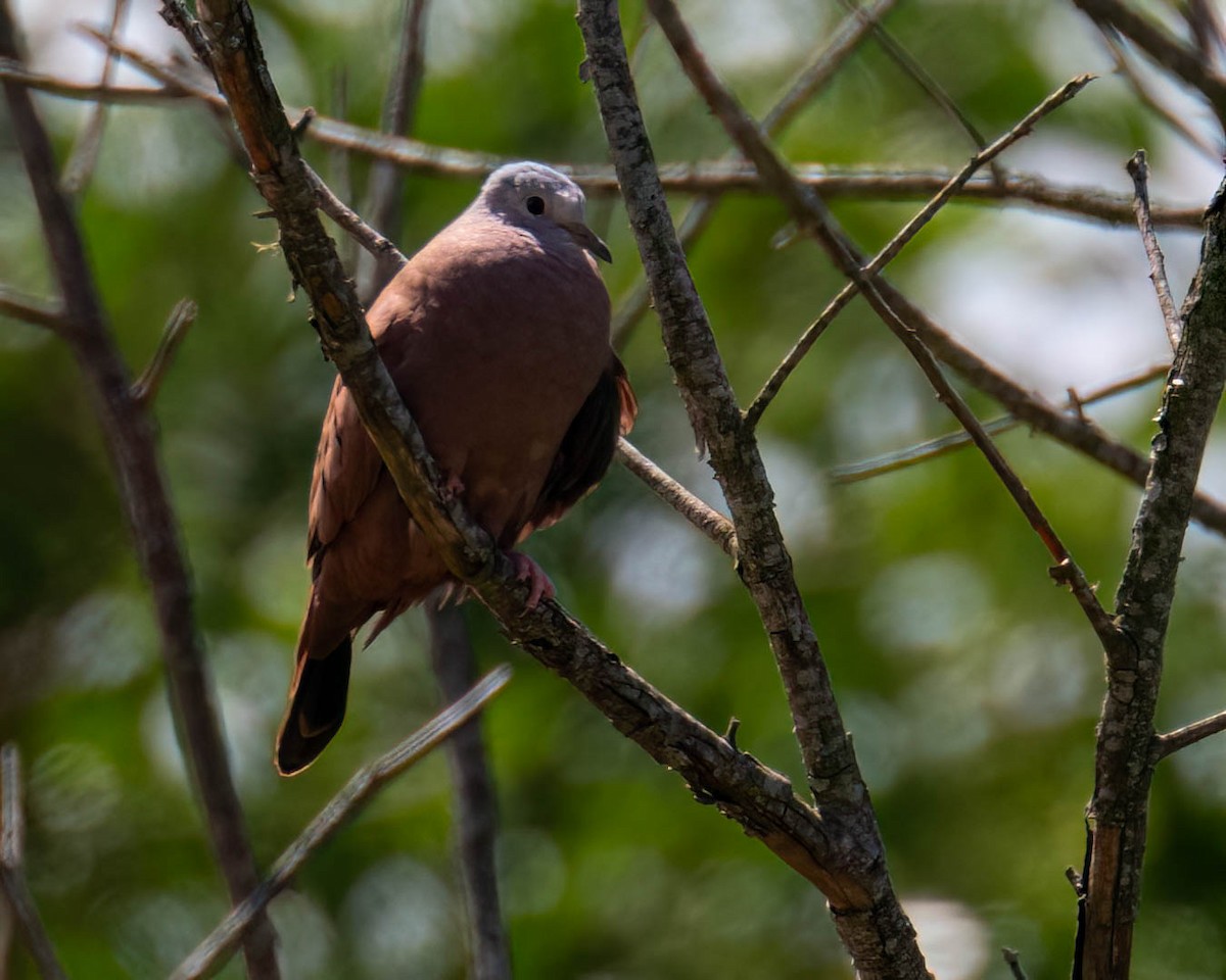 Ruddy Ground Dove - ML647496722