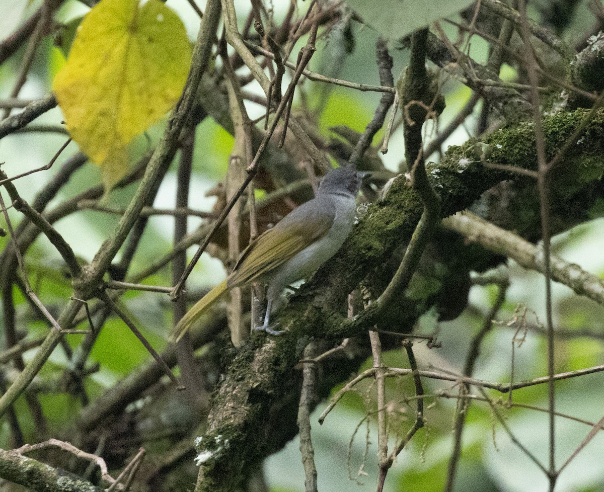Yellow-streaked Greenbul (Yellow-streaked) - ML647496724