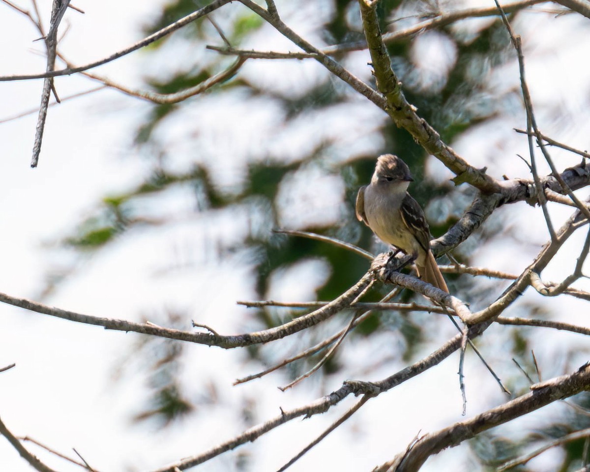 Yellow-bellied Elaenia - ML647496725