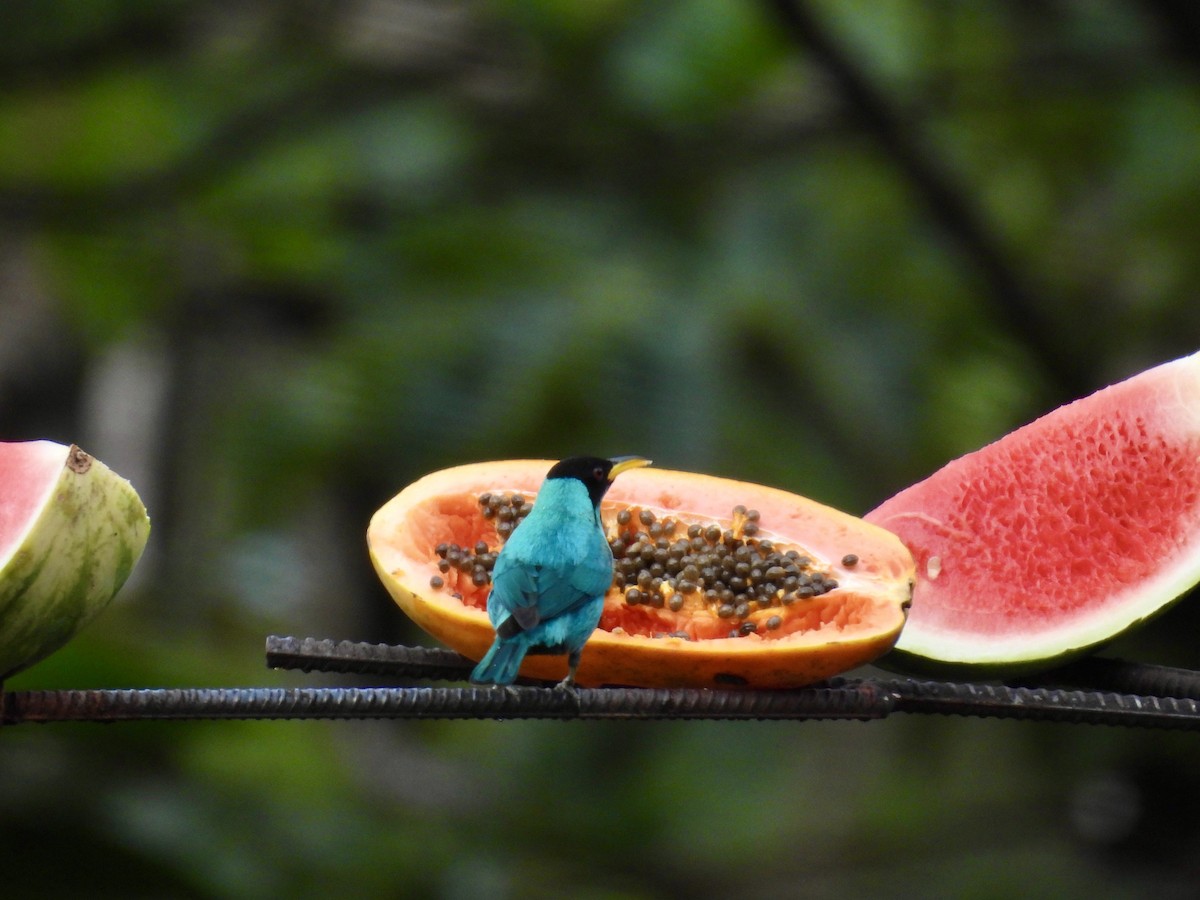 Green Honeycreeper - ML647496726