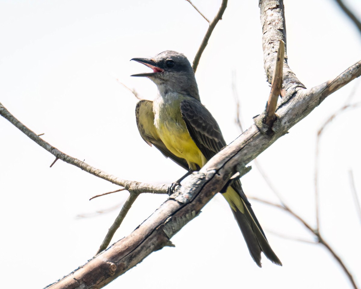Tropical Kingbird - ML647496727